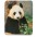 Tappetini con immagini Panda - MANHATTAN - ICA-MP 16-DS25-0